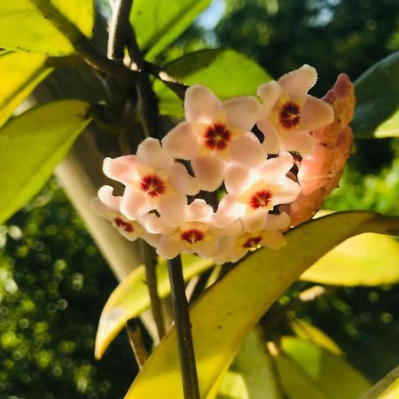 Beach Forest Lodge باليتو المظهر الخارجي الصورة